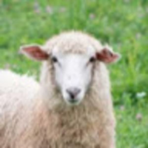 Meet your Posher, Maddie